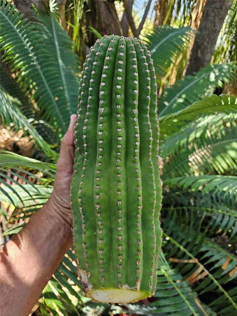 Echinopsis Hybrid Riverside Cactus Cutting | 12x4 Inch Unrooted Succulent Plant | Echinopsis spp.