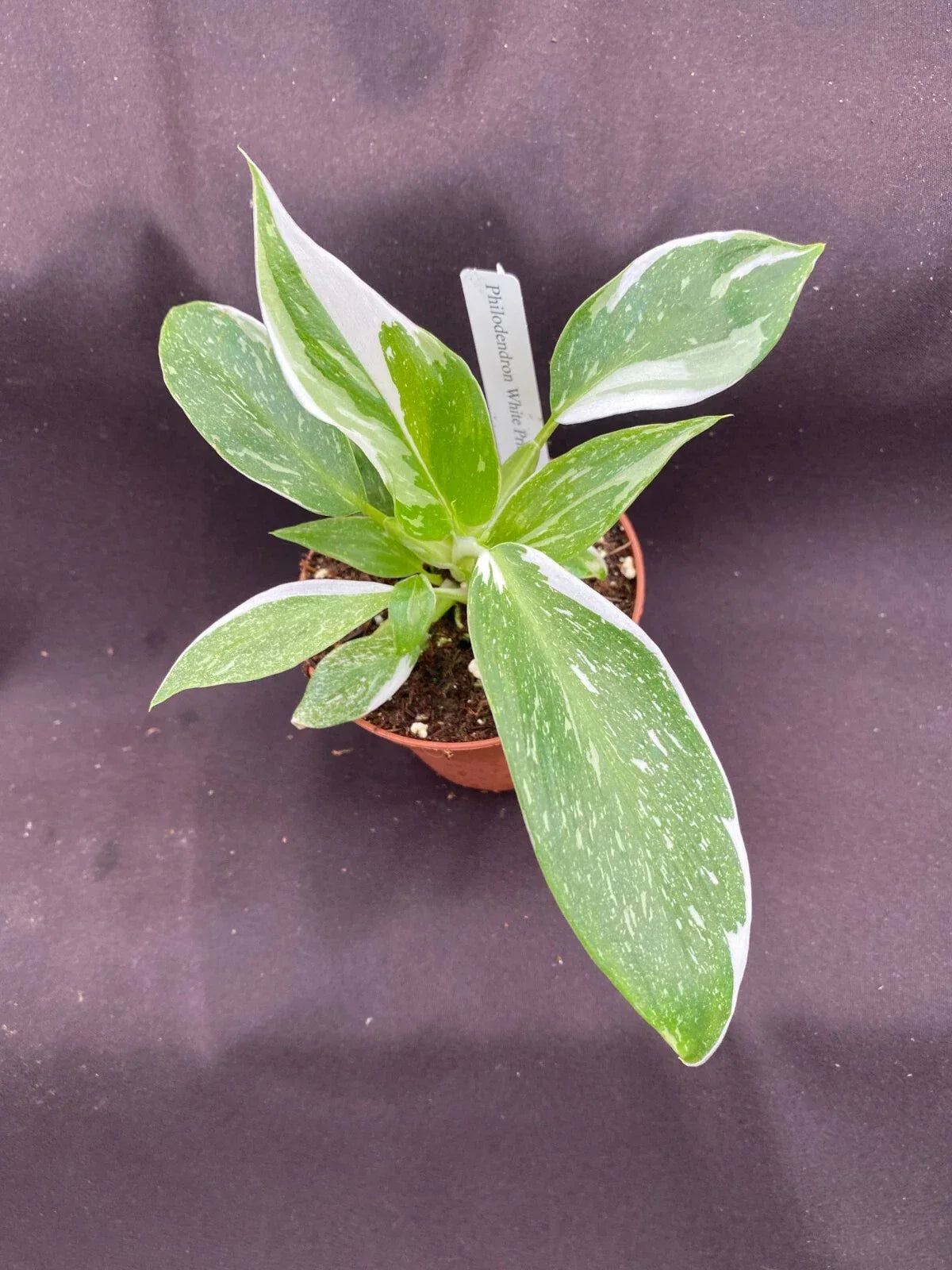 Philodendron White Princess Plant - Rooted 3-Inch Pot - Rare Variegated Houseplant - Philodendron spp.