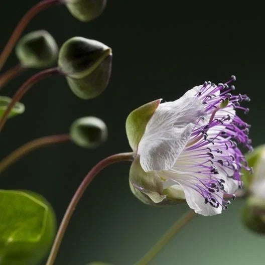 Caper Seeds - Herb Seeds for Container Gardening - Capparis spinosa - Edible Plant for Culinary Use