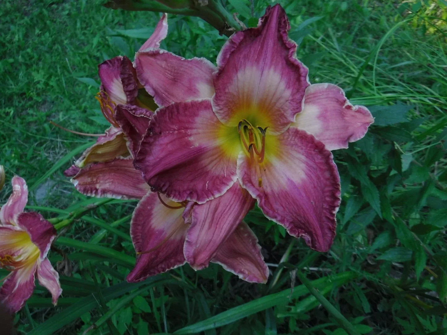 Daylily Bareroot Plants 4-Pack Mixed Colors Shapes Hemerocallis Perennials Garden Flowers