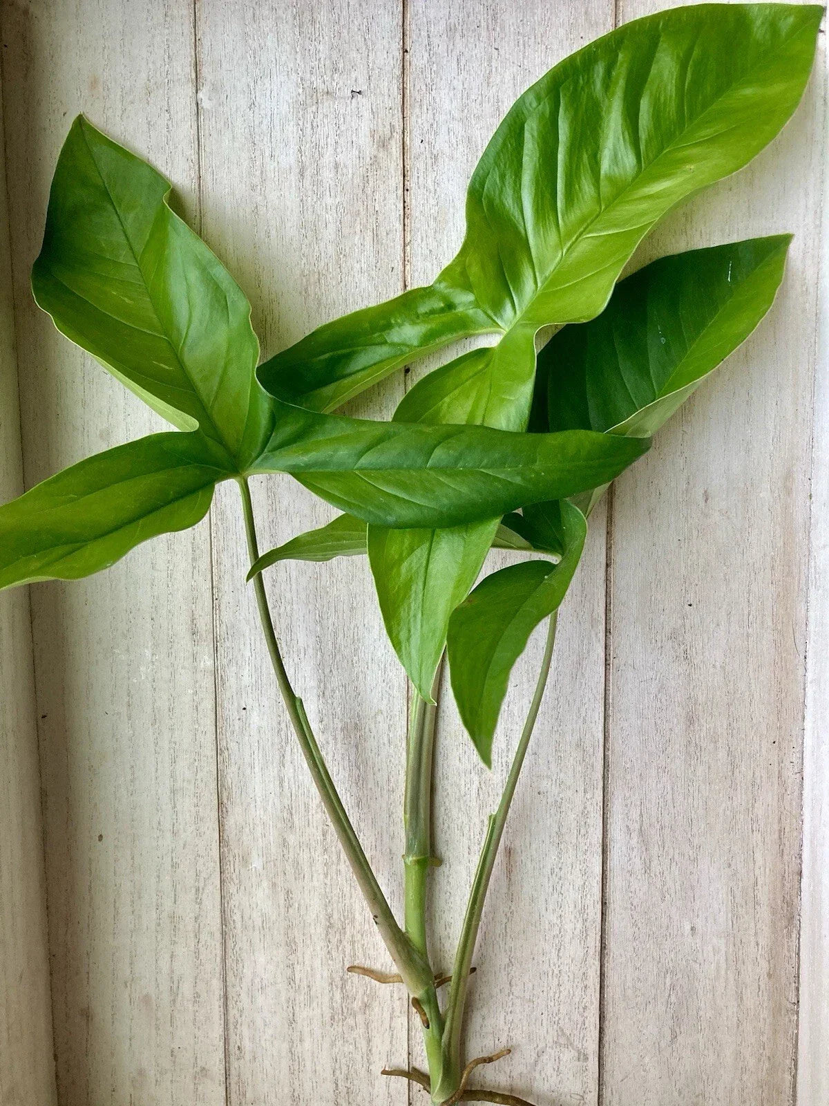 Rooted Arrowhead Vines 15 Pack, Syngonium podophyllum, Indoor Houseplants, Greenery, Easy Care Climbing & Trailing Plants