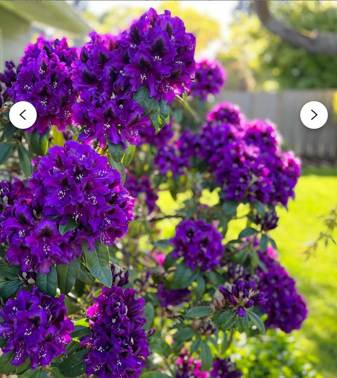 Rhododendron Starter Plant - Florence Parks - Well Rooted 4-Inch Pot - Rare Variety for Gardens - Rhododendron spp.