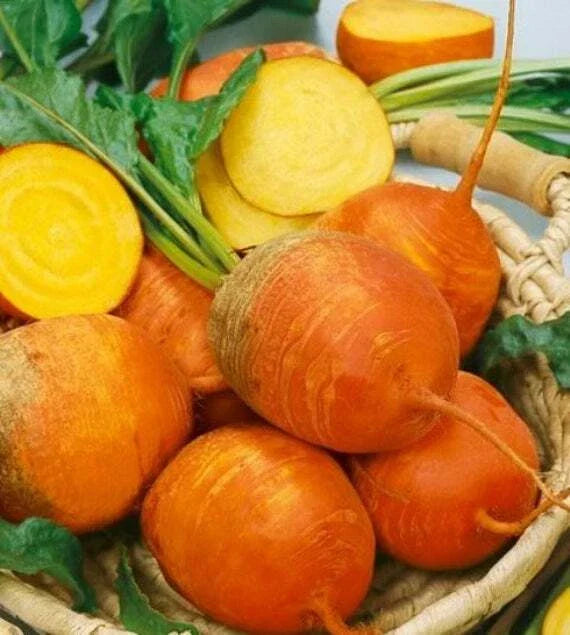 Golden Detroit Beet Seeds - Beta vulgaris, Non-GMO, Open-Pollinated, Sweet Golden Beets for Home Gardening and Harvest