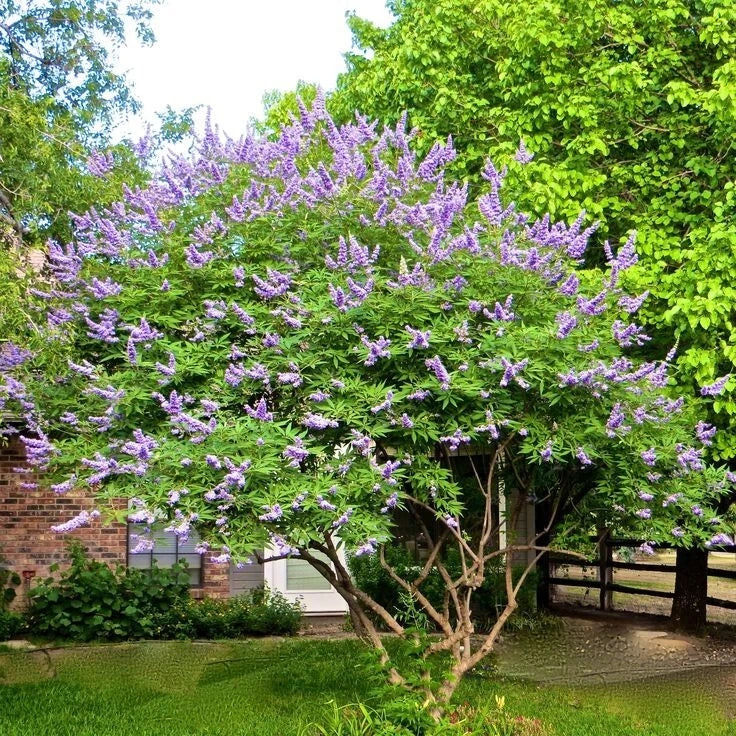50 Chaste Vitex Tree Seeds - Drought Tolerant, Aromatic, Medicinal Plant Vitex agnus-castus