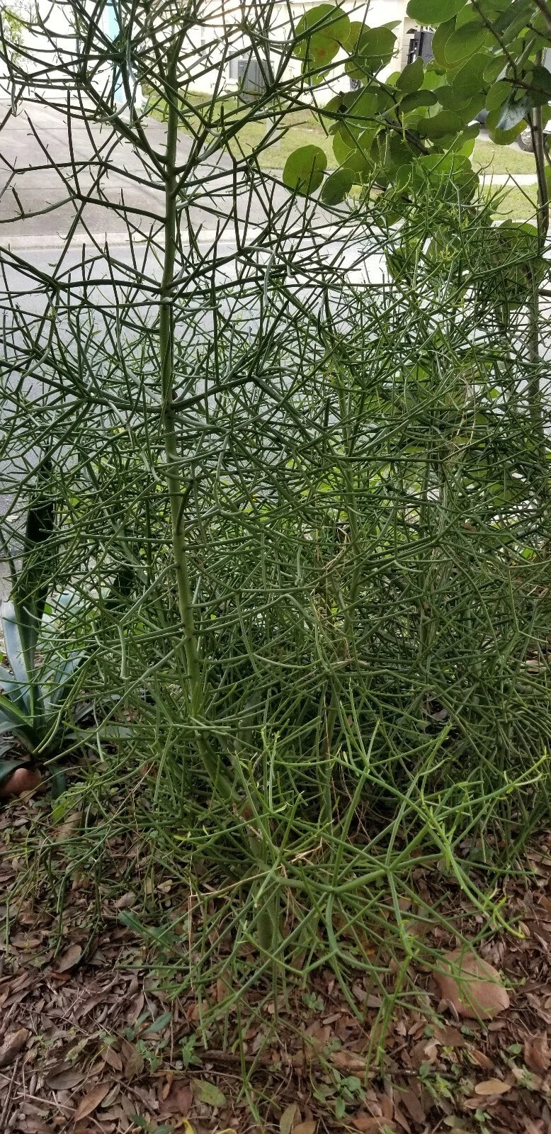 Euphorbia Tirucalli Cuttings - 10 Fire Stick Pencil Cactus Succulent Plants - Easy to Grow, Low Maintenance, Vibrant Indoor or Outdoor Decor