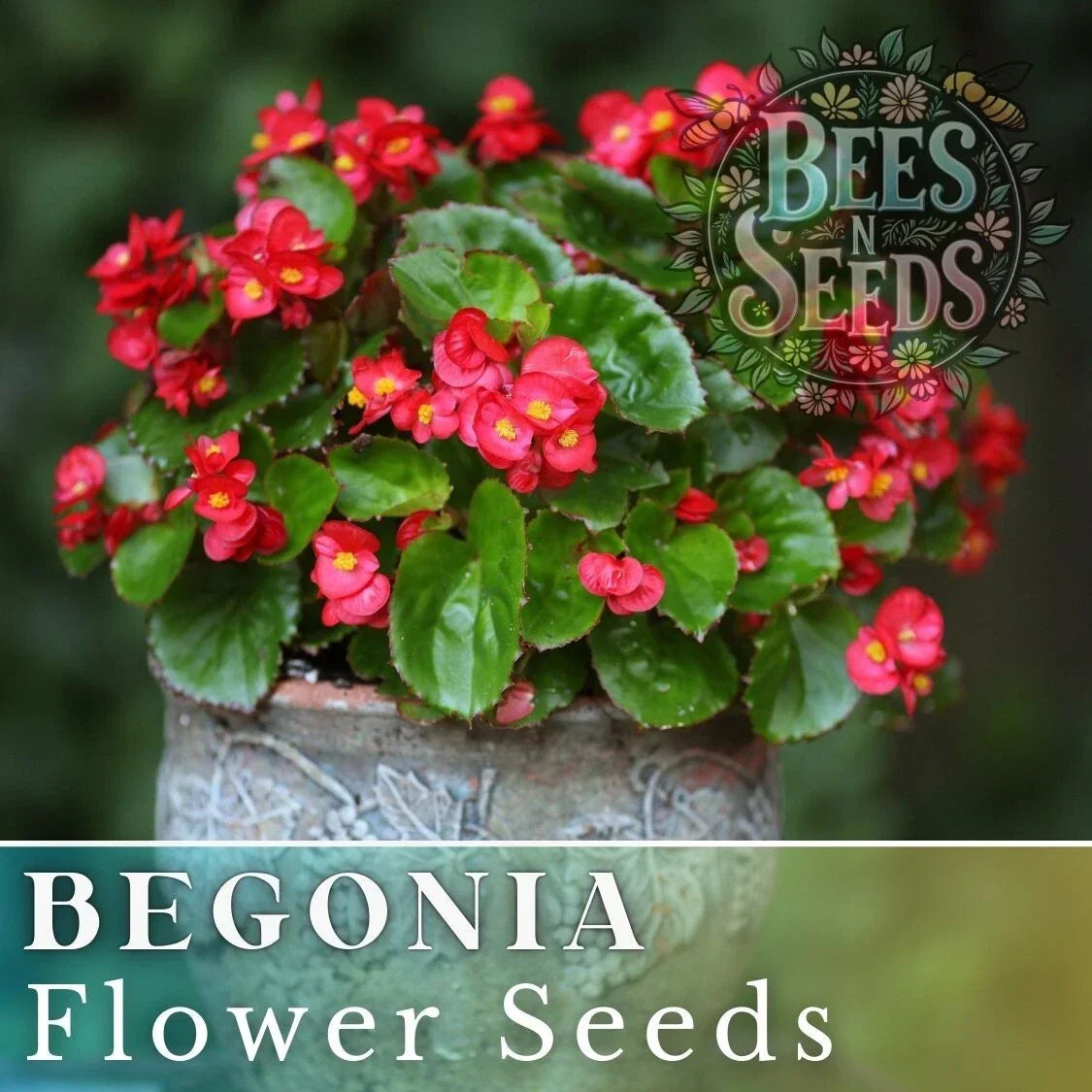 Rich Berry Begonia Seeds - Non-GMO Flower Seeds for Gardens, Containers, Borders | Begonia x tuberhybrida