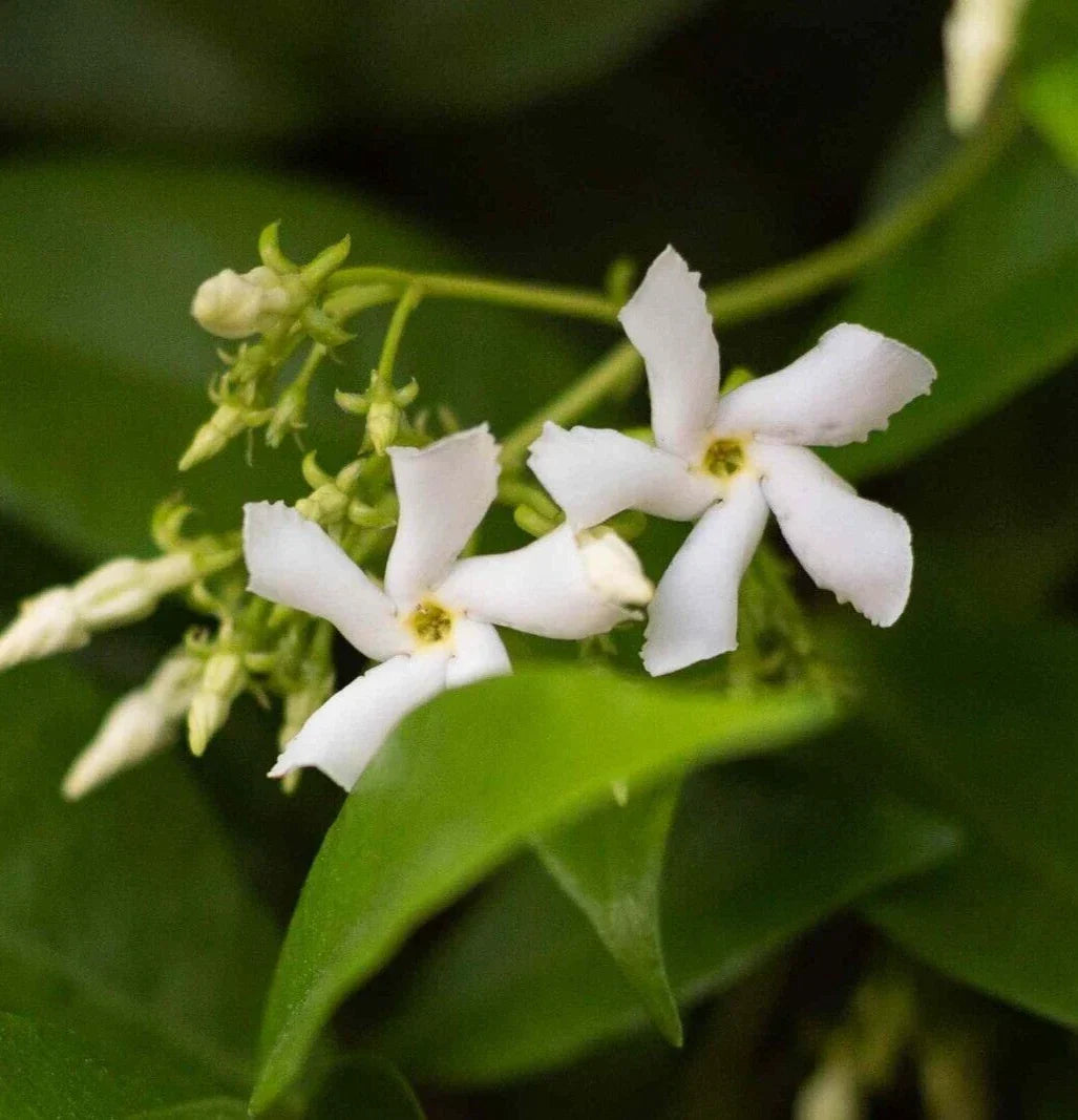 Star Jasmine Plant - 6" Live Jasminoides Trachelospermum Cuttings - Fragrant White Flowering Vine for Garden, Privacy Screen