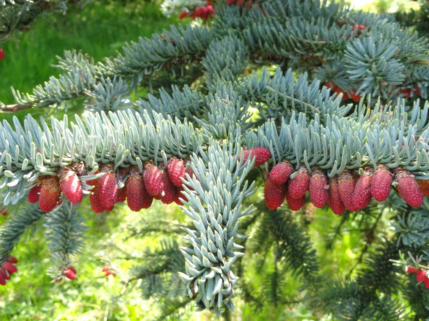 Noble Fir Seeds 10 Pack Abies procera Evergreen Tree Seeds for Reforestation & Landscaping