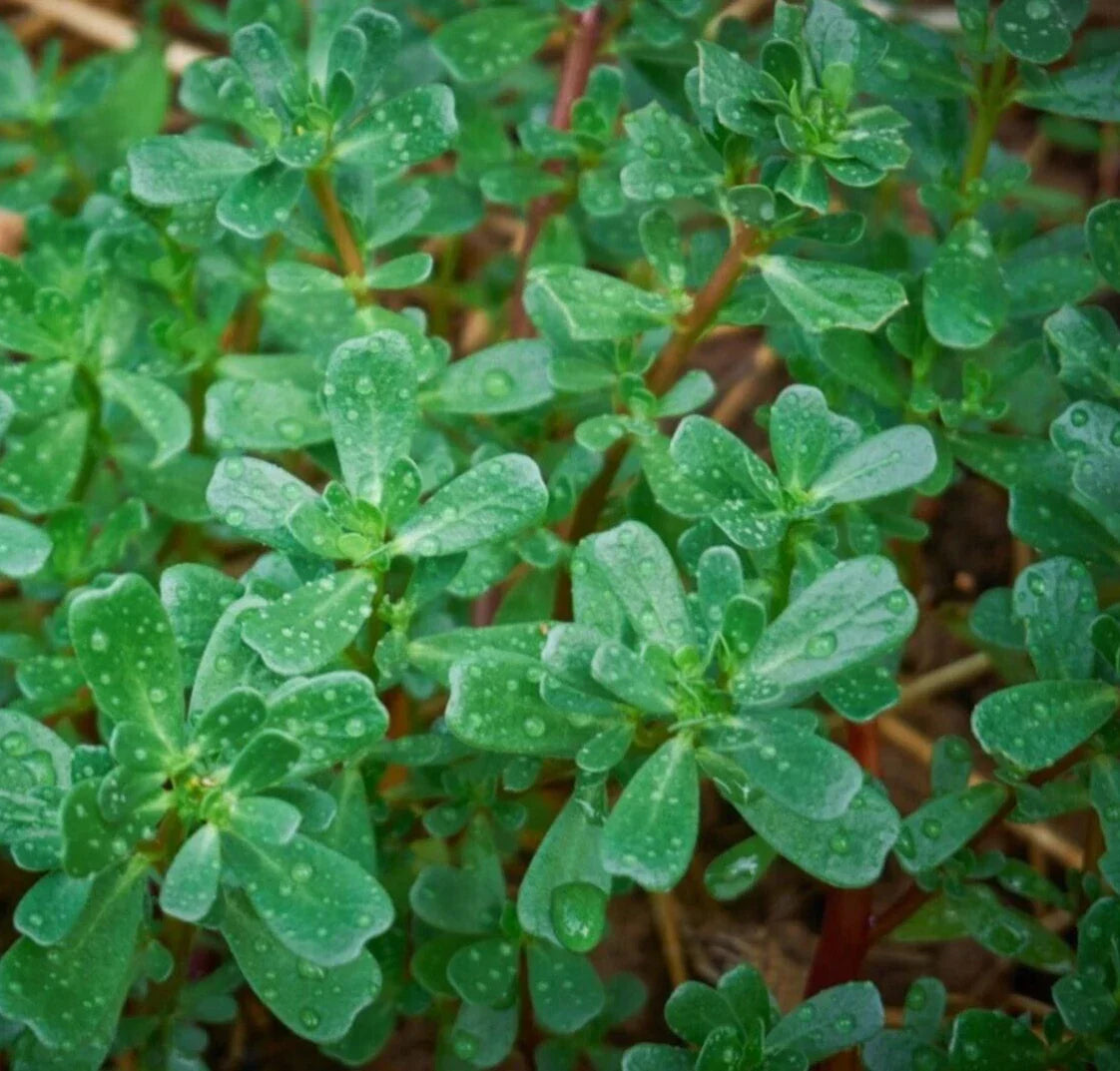 Purslane Seeds 2000+ Portulaca oleracea Groundcover Herb for Gardens, Containers & Edible Landscaping