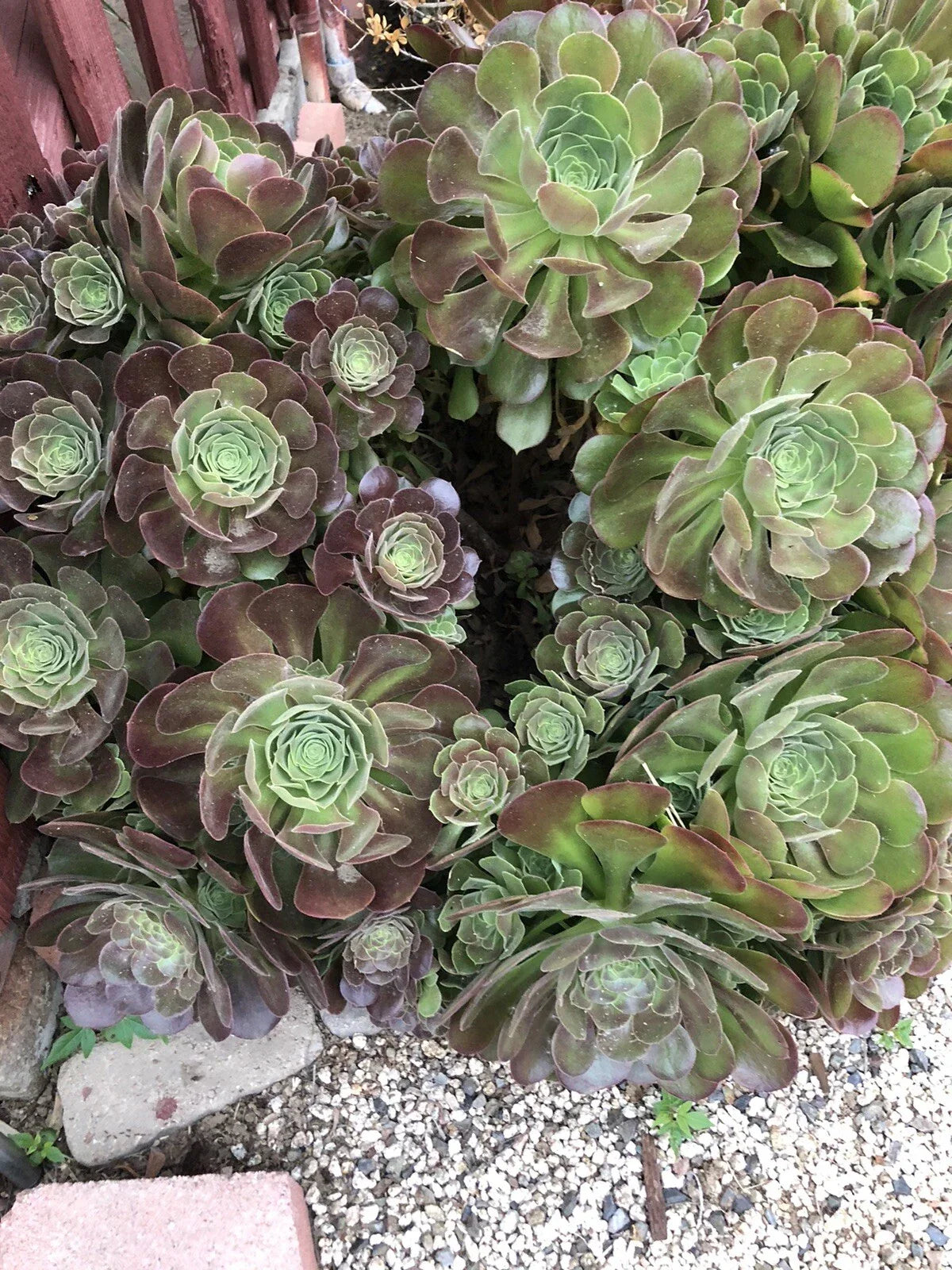 10 Piece Aeonium Succulent Cuttings Set | Propagation Plants for Indoor Garden & Decor | Aeonium spp.