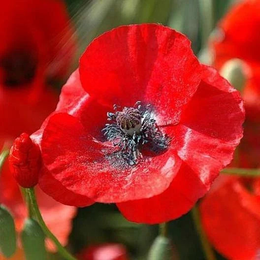 Flanders Field Poppy Seeds - Red Corn Poppy Wildflower Heirloom - Non-GMO, 1500 Seeds, Papaver rhoeas, Easy to Grow, Vibrant Blooms