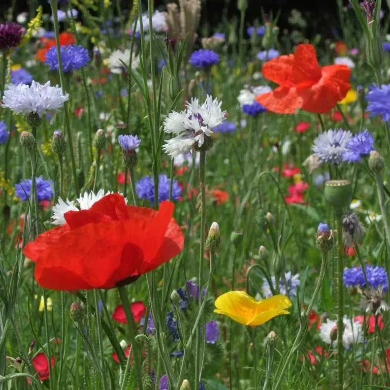 Wildflower Seeds - 500+ Bold Color Annual Mix for Gardens & Pollinators - Easy to Grow, Non-GMO, Vibrant Blooming Wildflowers