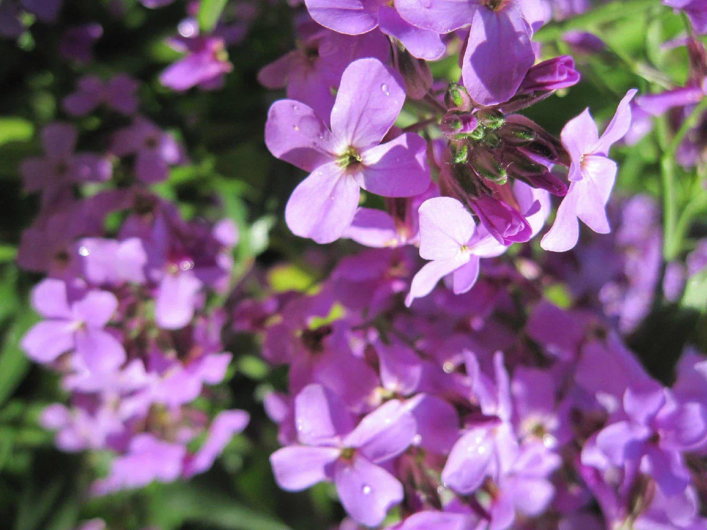 Evening Scented Stock Seeds - Pink Purple Flowers - Matthiola longipetala - 500 Count for Fragrant Garden Borders & Containers