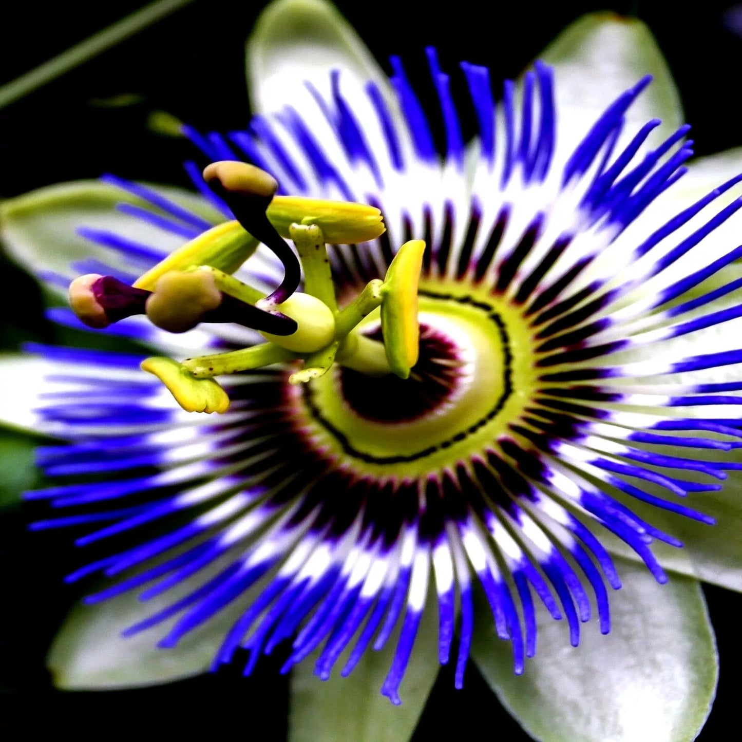 Blue Passion Flower Seeds - Climbing Vine for Hummingbirds & Butterflies - Passiflora caerulea - Garden, Trellis, Fence Plant