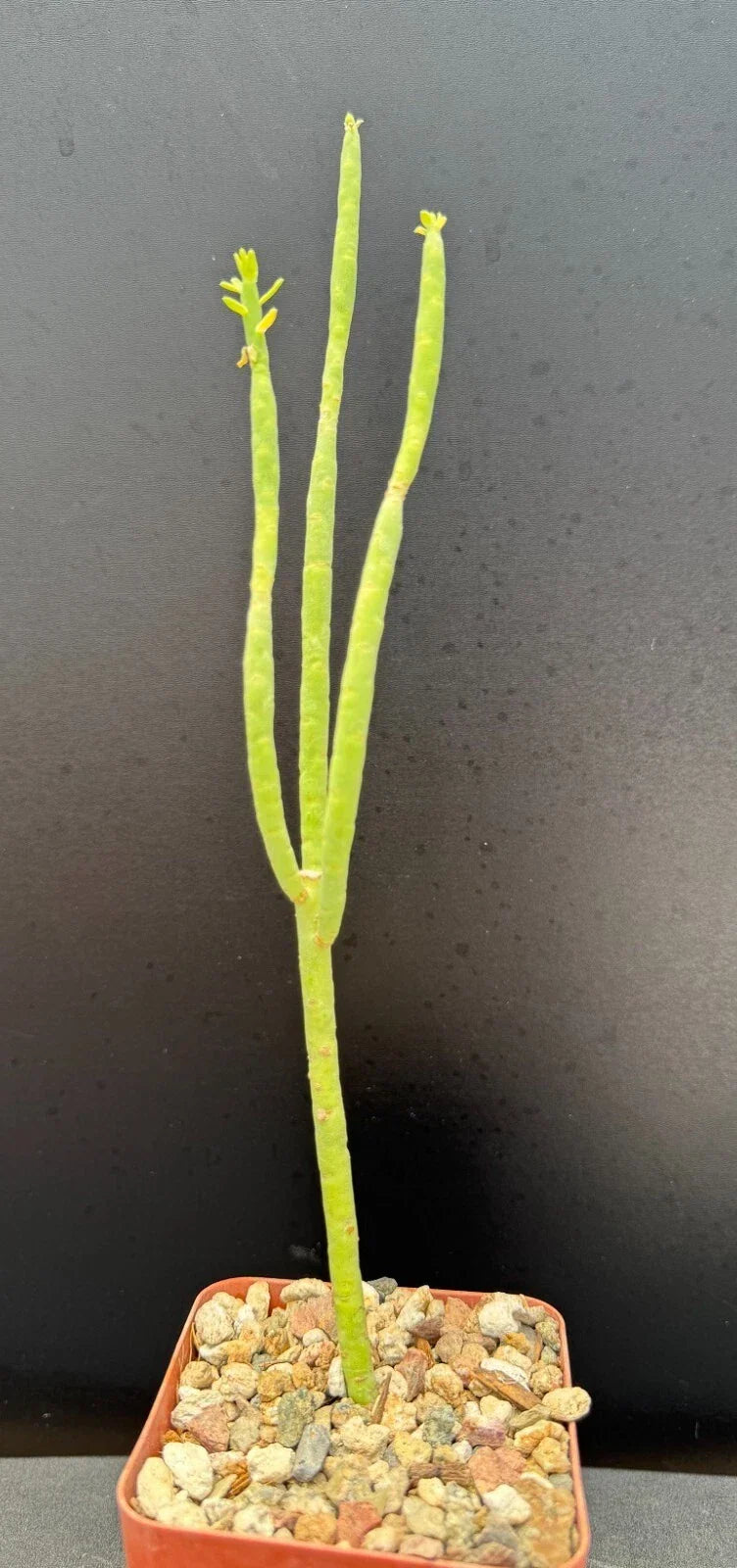 Euphorbia Mauritanica Pencil Milk Bush Rare Succulent Plant 10" Rooted Indoor Outdoor Decor