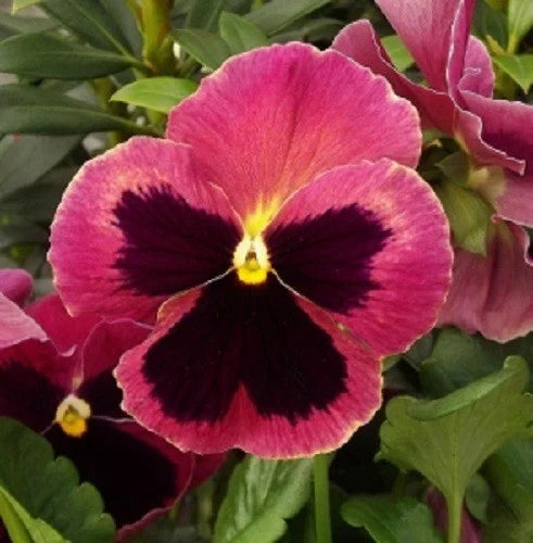 Pansy Seeds Pack - 50 Viola x wittrockiana Delta Premium Rose with Blotch Garden Flower Seeds