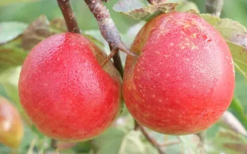Chivers Delight Apple Seeds – 25+ Pack, Malus domestica, Red Fruit, Easy to Grow, Non-GMO, USA Grown