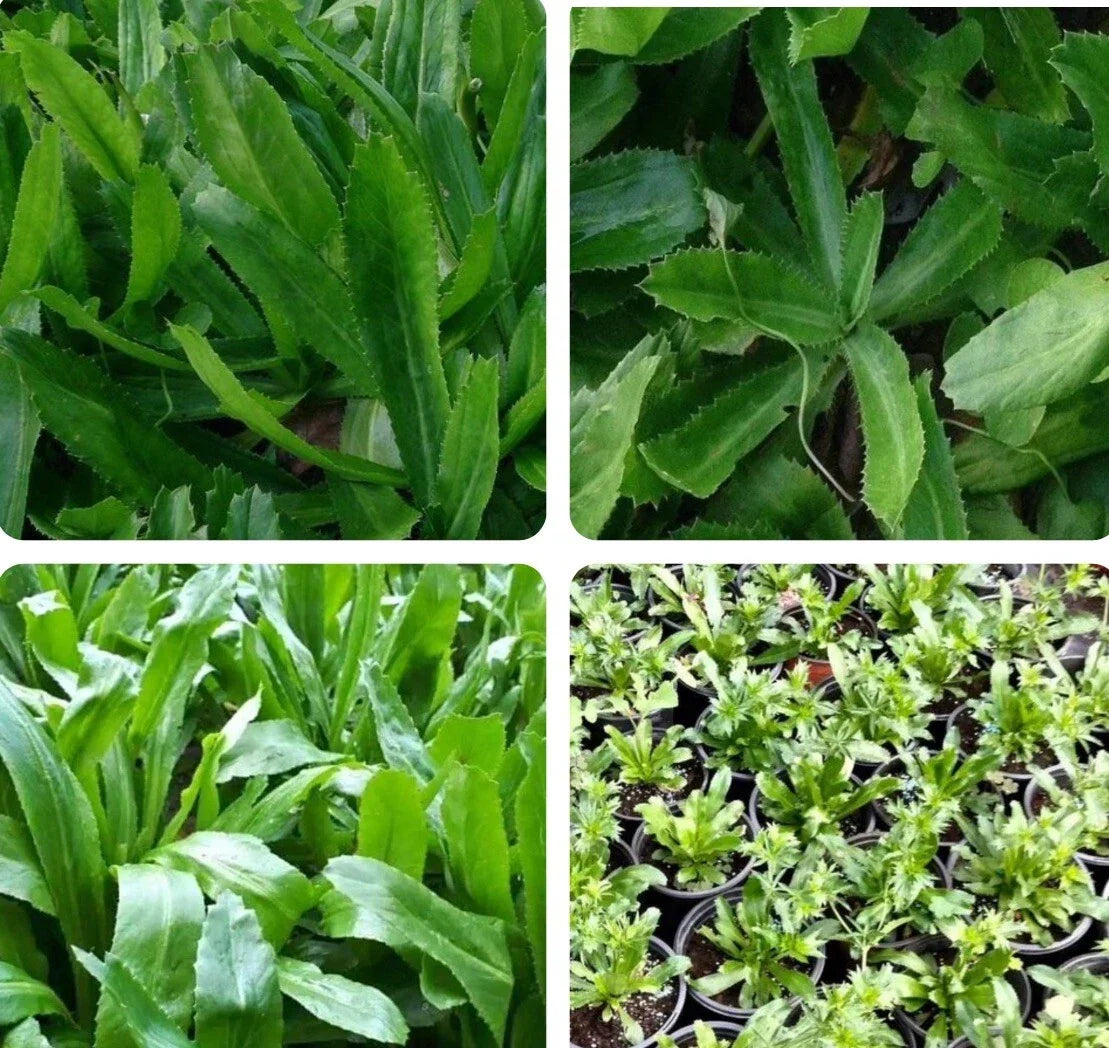 Culantro Seeds - 500+ Packets Mexican Coriander Eryngium foetidum Aromatic Herb for Culinary Gardens