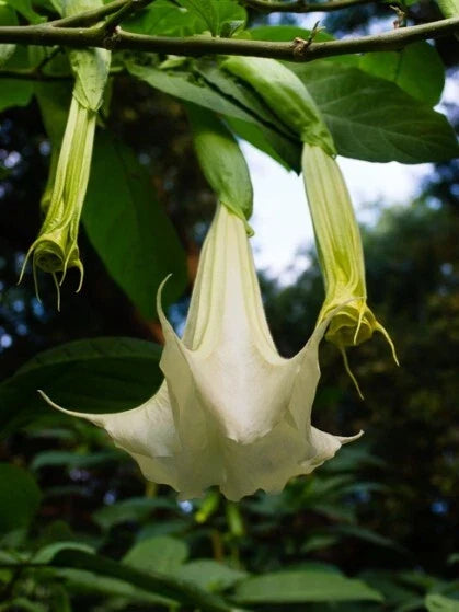 White Brugmansia Cuttings – Unrooted Angel's Trumpet Datura spp. for Garden & Patio