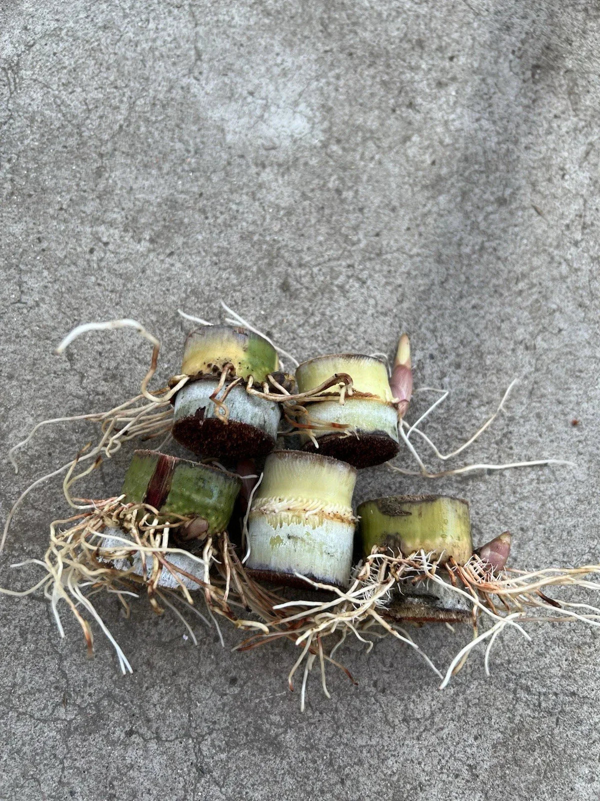 Rooted Sugarcane Cuttings 5pcs | Sweet Juicy Tropical Plant Saccharum officinarum for Gardening & Farming