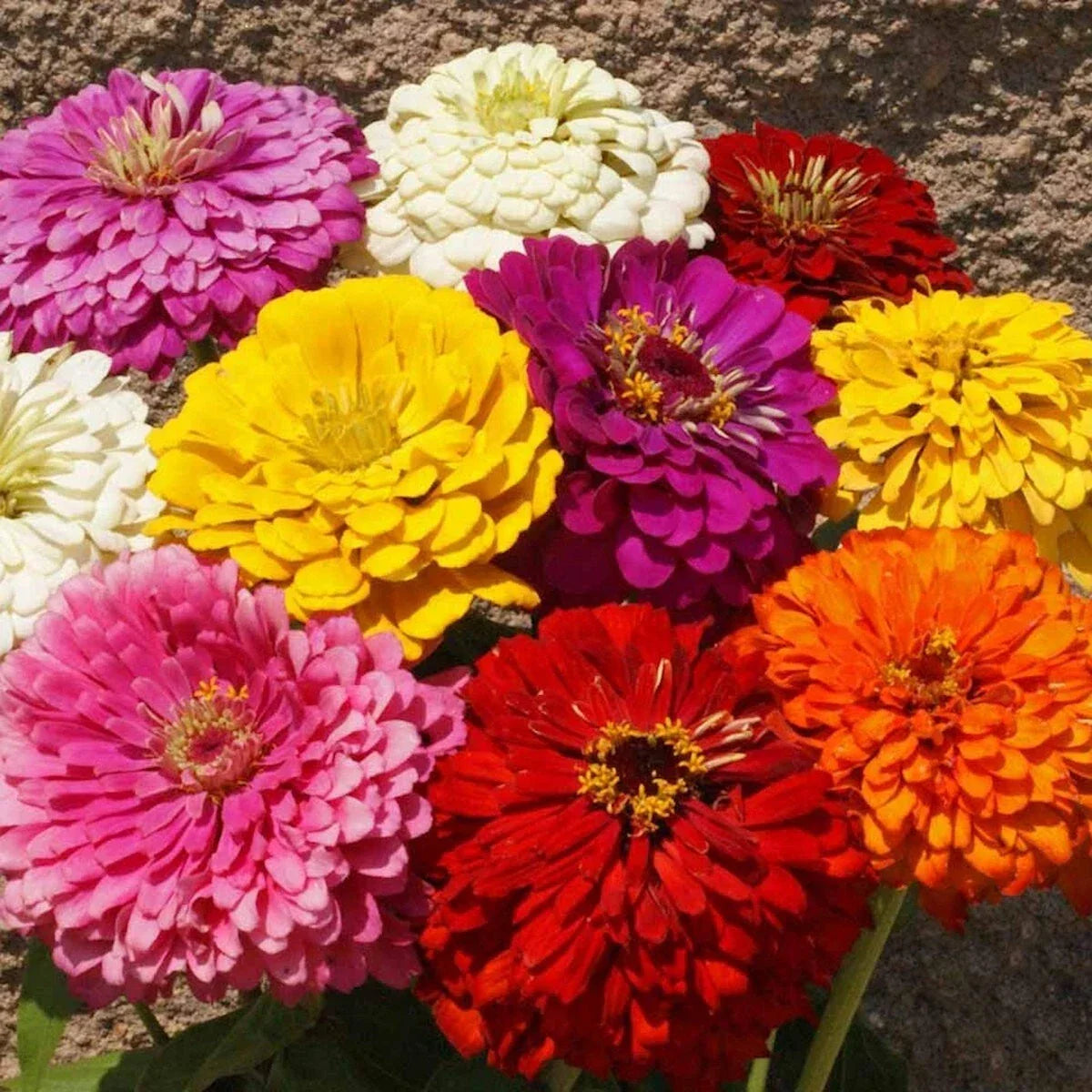Dahlia Flowered Mixed Zinnia Seeds 1Lb – Zinnia elegans Wildflower, Butterfly & Bee Attracting, Full Sun, Non-GMO, Everwilde Farms