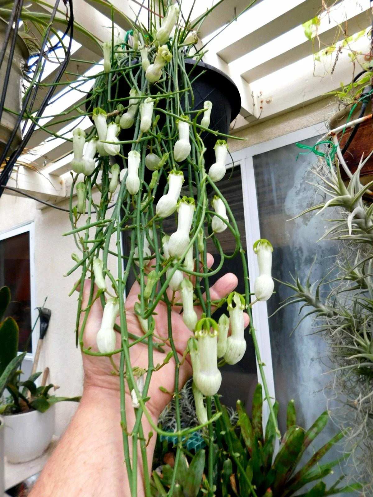 Ceropegia Ampliata Plant - 3-Inch Pot, Condom Flower, Unique Indoor Succulent, Rare Houseplant, Floral Explosion Collection