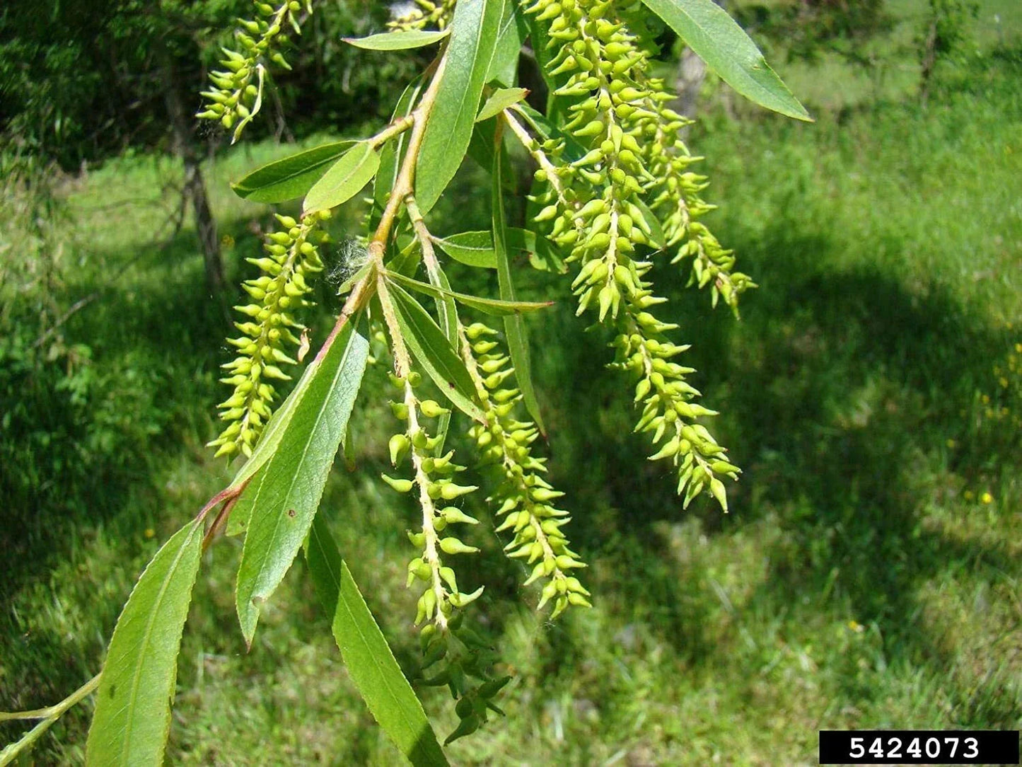 Black Willow Tree Cuttings - Salix nigra for Shade & Privacy, Fast-Growing, Easy Propagation, Wildlife Habitat, Garden Screening