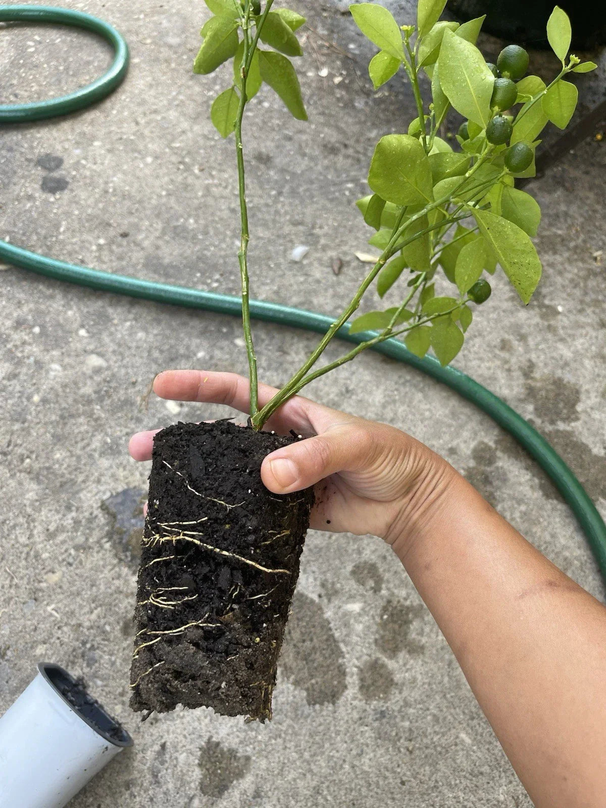 Calamansi Live Plant in Pot – Asian Calamansi, Calamondin Citrus, Air-Layered, Indoor or Outdoor Garden Plant