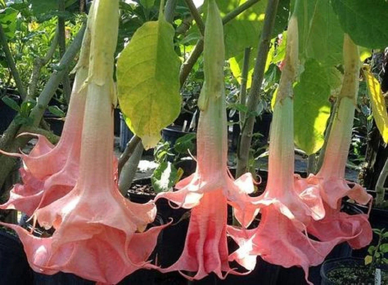 Pink Angel Trumpet Seeds – Brugmansia spp. – 10 Flower Seeds for Garden, Patio, or Indoor Planting