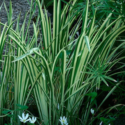 Rooted Live Variegated Sweet Flag Plant - Acorus gramineus 'Variegatus' for Ponds, Borders & Wet Gardens