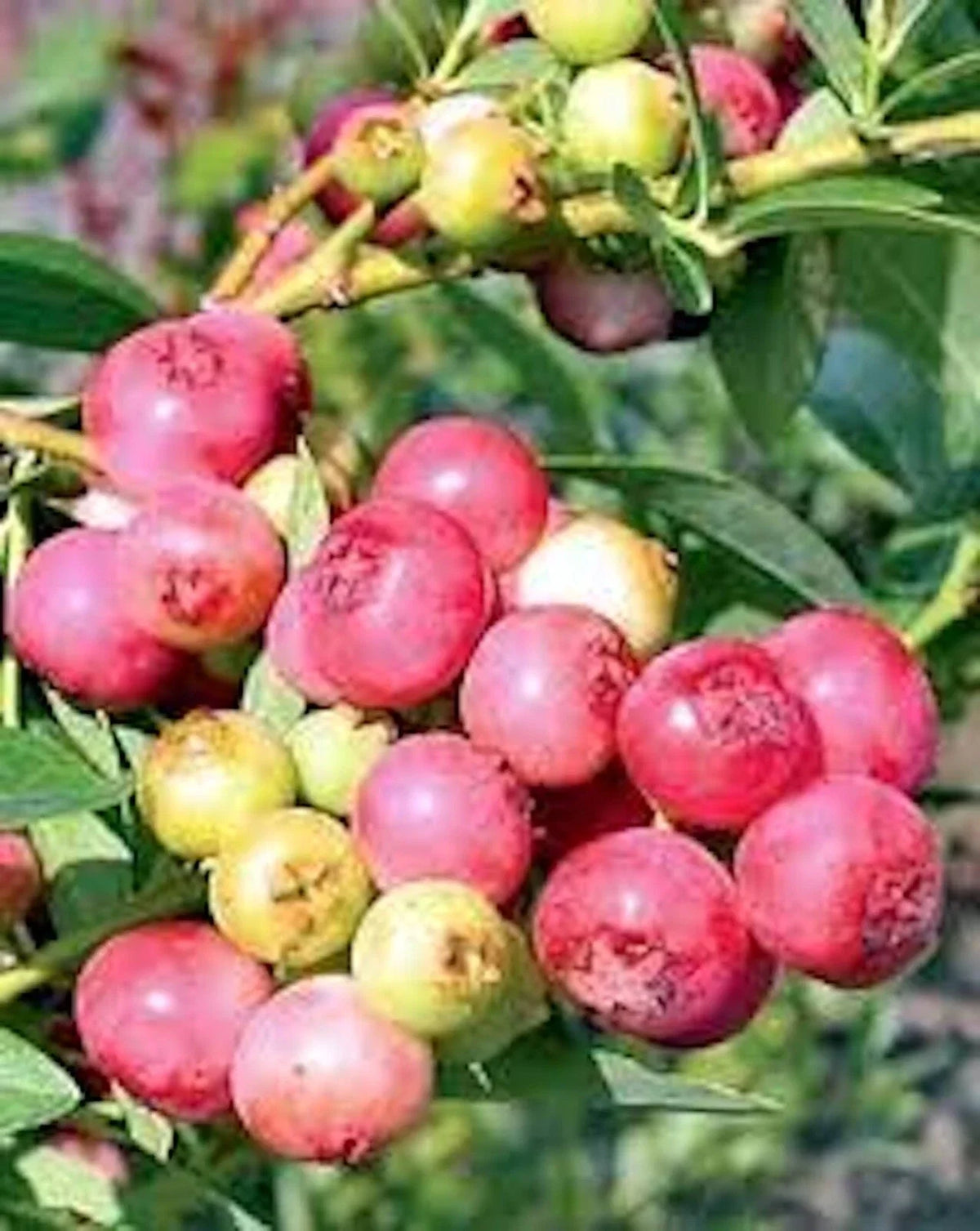 Blueberry Plant Starter - 3 Pink Lemonade Vaccinium Rabbiteye - Edible Fruit, Compact Shrub, Zones 4-9, Low Chill Hours