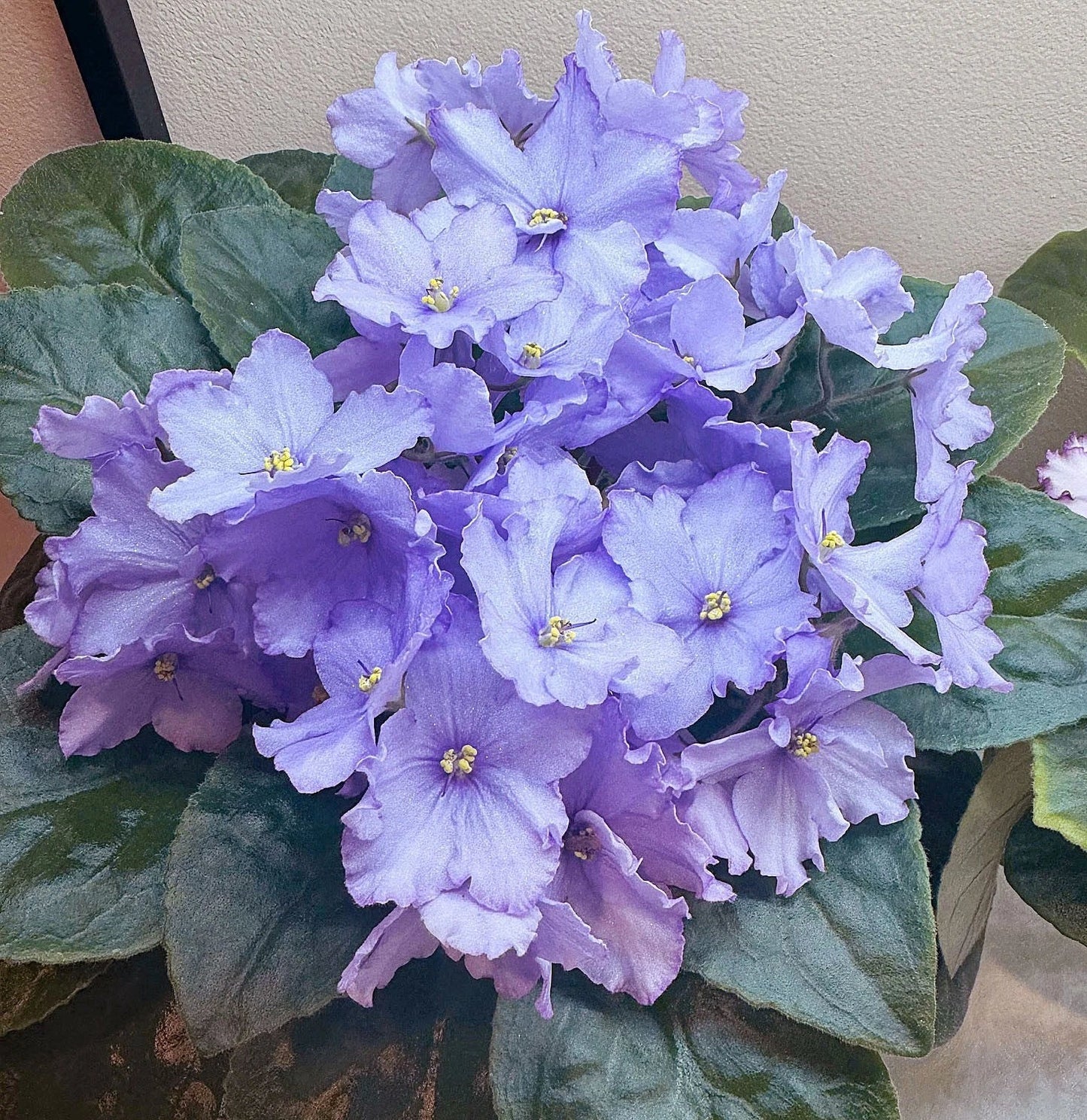 African Violet Leaf Cutting - Blue Dragon Variety - Double Blue Flowers - Saintpaulia ionantha Indoor Houseplant