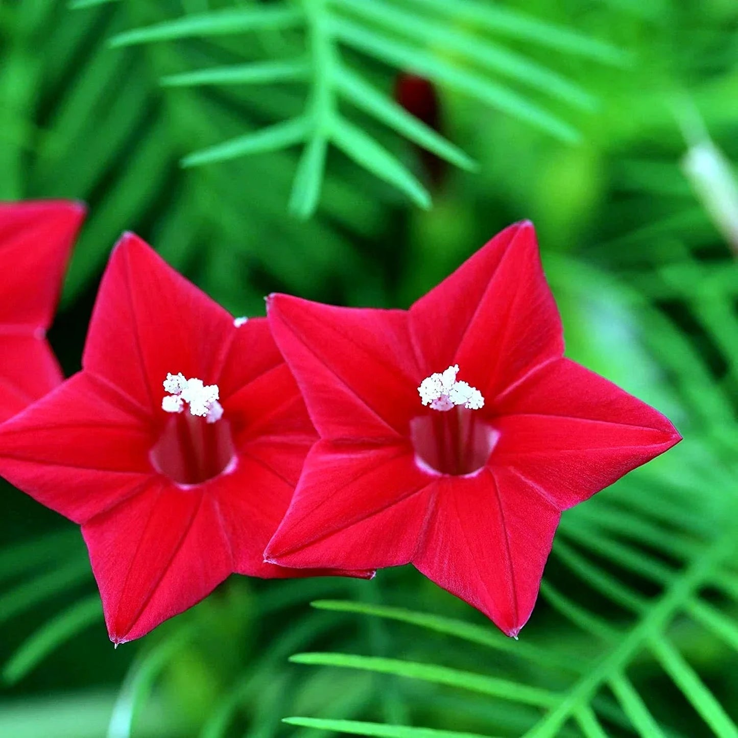 Star Glory Seeds - 20 Cardinal Creeper Vine Seeds - Ipomoea quamoclit - Attracts Butterflies & Hummingbirds - Climbing Red Flower Plant