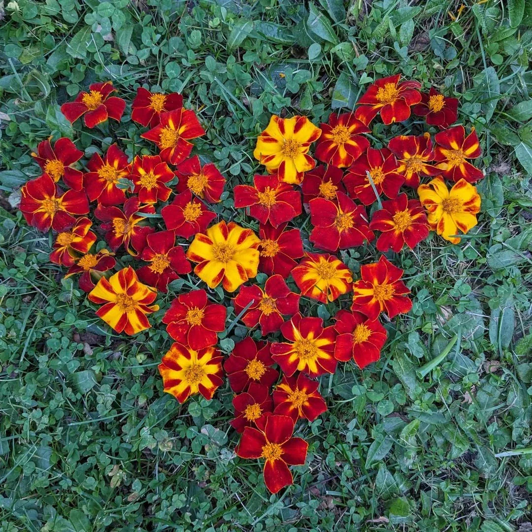Ildkongen Marigold Seeds 25+ Pack Bright Yellow Tagetes erecta Non-GMO for Garden Planting