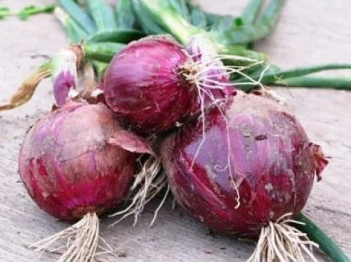 Red Burgundy Onion Seeds - 25 Pack Allium cepa Non-GMO Heirloom for Home Gardens and Culinary Use