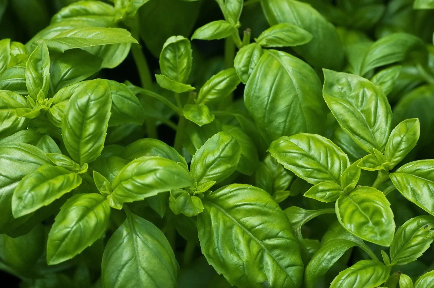 Sweet Basil Seeds, Non-GMO, Easy Grow Herb, Ocimum basilicum, Culinary Herb, Kitchen Garden, Fast Germination