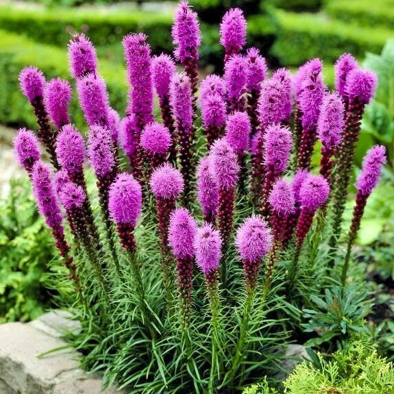 Blazing Star Seeds - 101+ Liatris spicata Wildflower for Pollinators, Native Perennial, Butterfly & Bee Attractant, Wildflower Meadow Seed Pack
