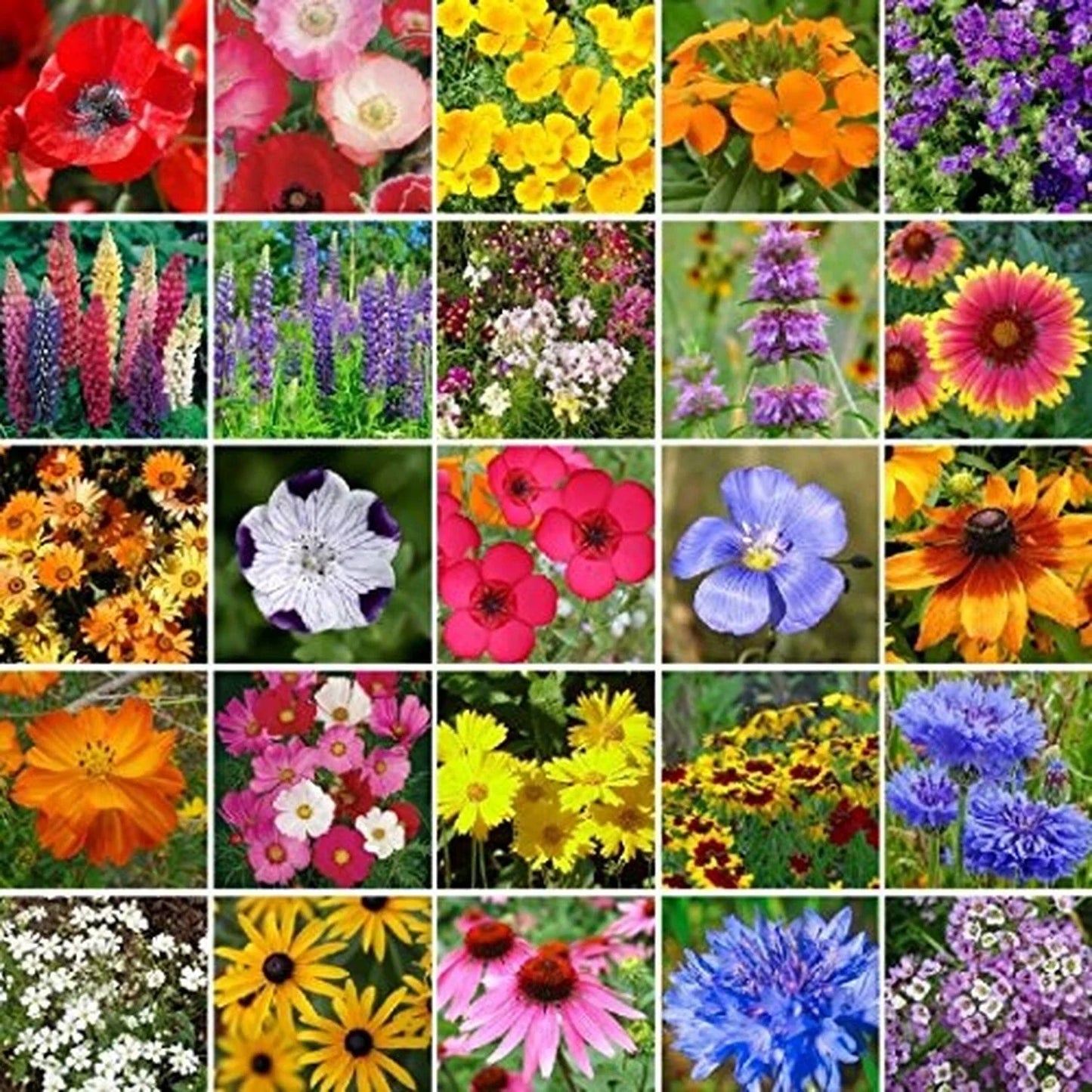 Bulk Wildflower Seed Mix – Non-GMO Southeast Native Wildflowers for Gardening & Landscaping – 450,000 Seeds