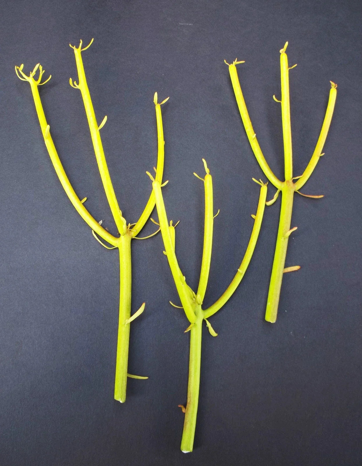 Euphorbia Tirucalli Pencil Cactus Plant Cuttings - Fire Stick Flame Succulent for Indoor Gardening