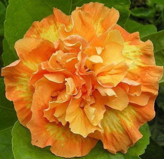 Double Yellow Orange Hibiscus Seeds - Perennial Flower Seeds for Vibrant Blooms Hibiscus rosa-sinensis