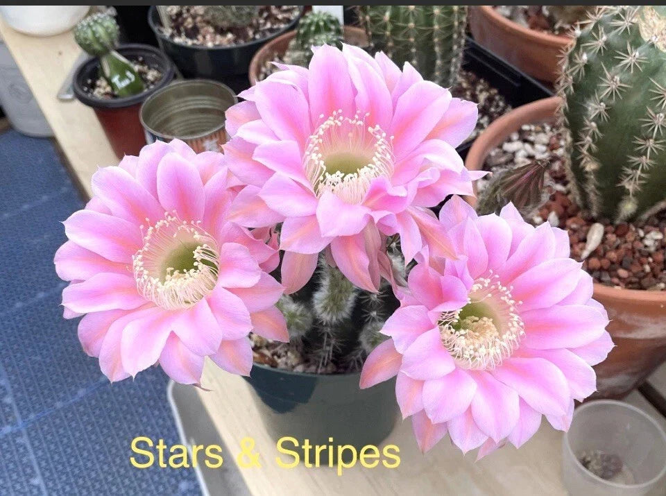 Echinopsis Johnson Hybrids Stars & Stripes Cactus Succulent Rooted Pup Plant, Unique Striped Pattern, Easy Care, Indoor or Outdoor