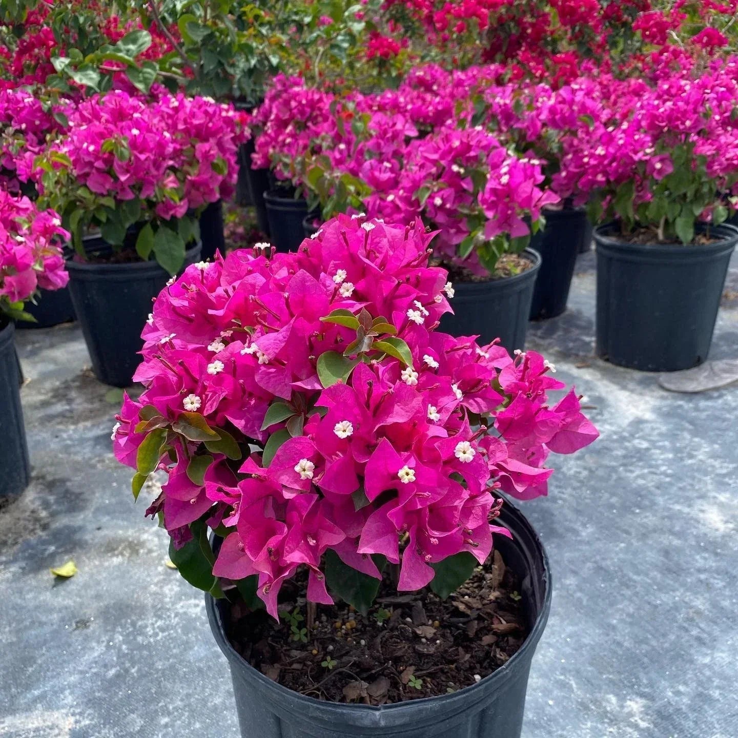 Set of 2 Rooted Helen Bougainvillea Plants – Soft Pink Flowering Vines – Bougainvillea 'Helen' for Garden, Patio, or Landscape