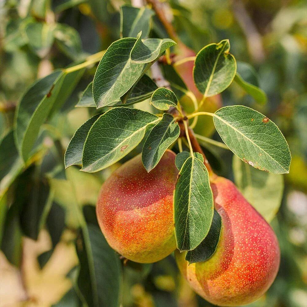 Forelle Pear Seeds - Edible Pyrus Pyrifolia Fruit Tree Seeds for Home Garden, Pollinator-Friendly, Easy to Grow
