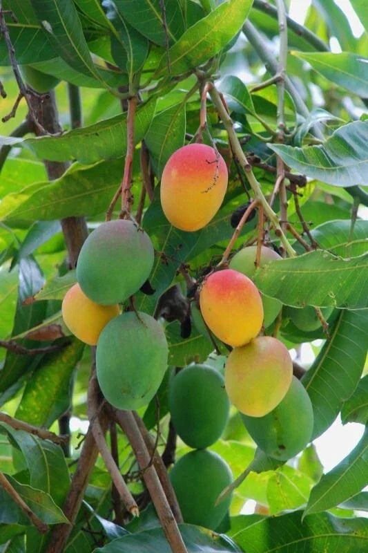 Florida Mango Scion Wood Cuttings – 3 Fresh Grafting Pieces – Mangifera indica – Curated Varieties for Planting and Propagation