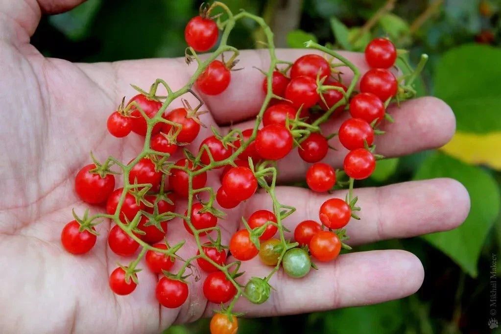 Sweet Pea Currant Tomato Seeds - Tiny, Rare Variety, Solanum pimpinellifolium, 30 Seeds for Small Space Gardening and Container Growing
