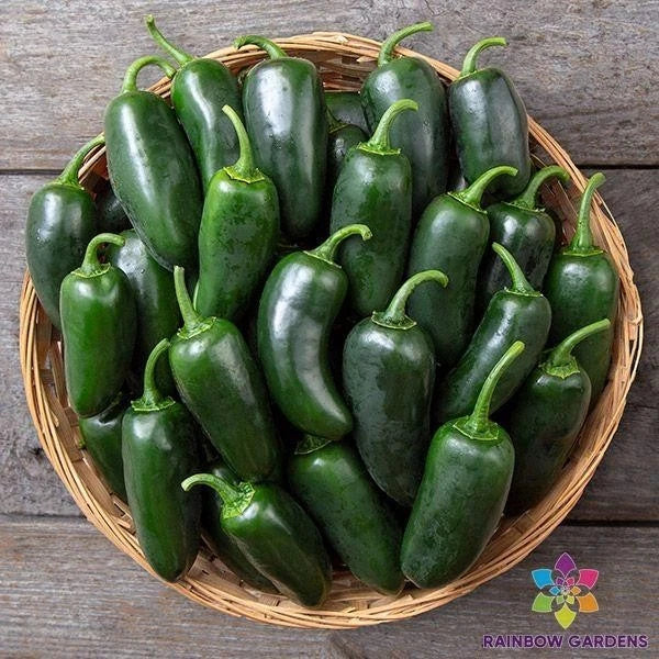 Black Jalapeno Hot Pepper Seeds - 25+ Pack, Capsicum annuum, Non-GMO, Spicy Peppers for Garden, Pots & Containers, USA Grown