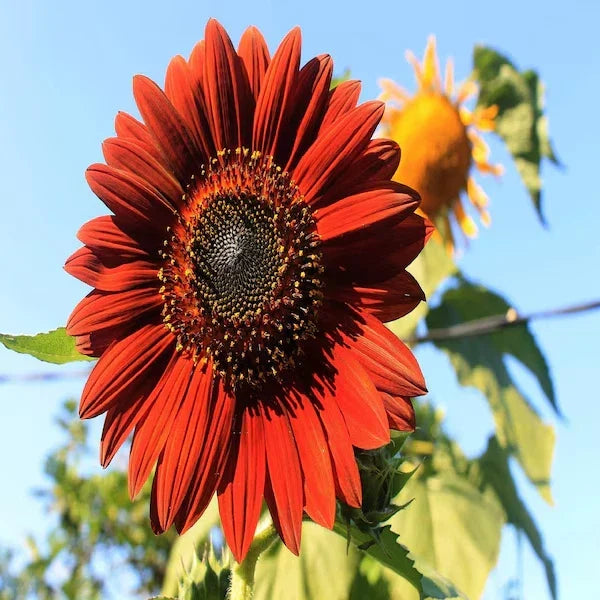 Velvet Queen Sunflower Seeds - 50 Organic Helianthus annuus for Garden, Landscape & Cut Flowers, USA Grown