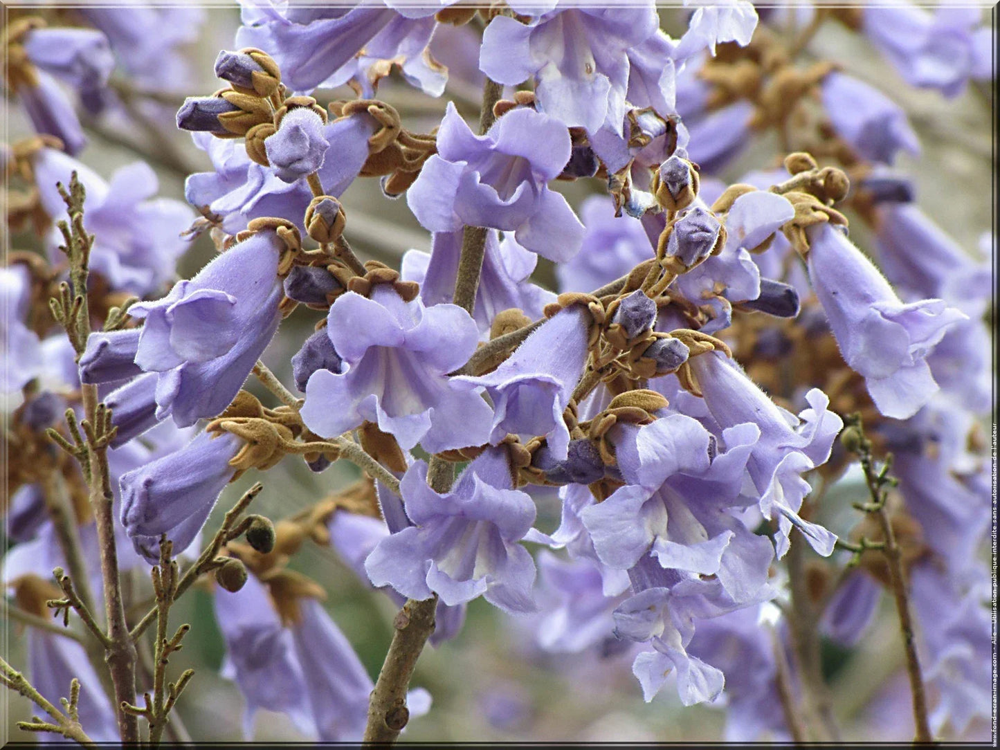 Bulk 100 Royal Empress Tree Seeds | Fast Growing Paulownia tomentosa for Landscaping & Reforestation