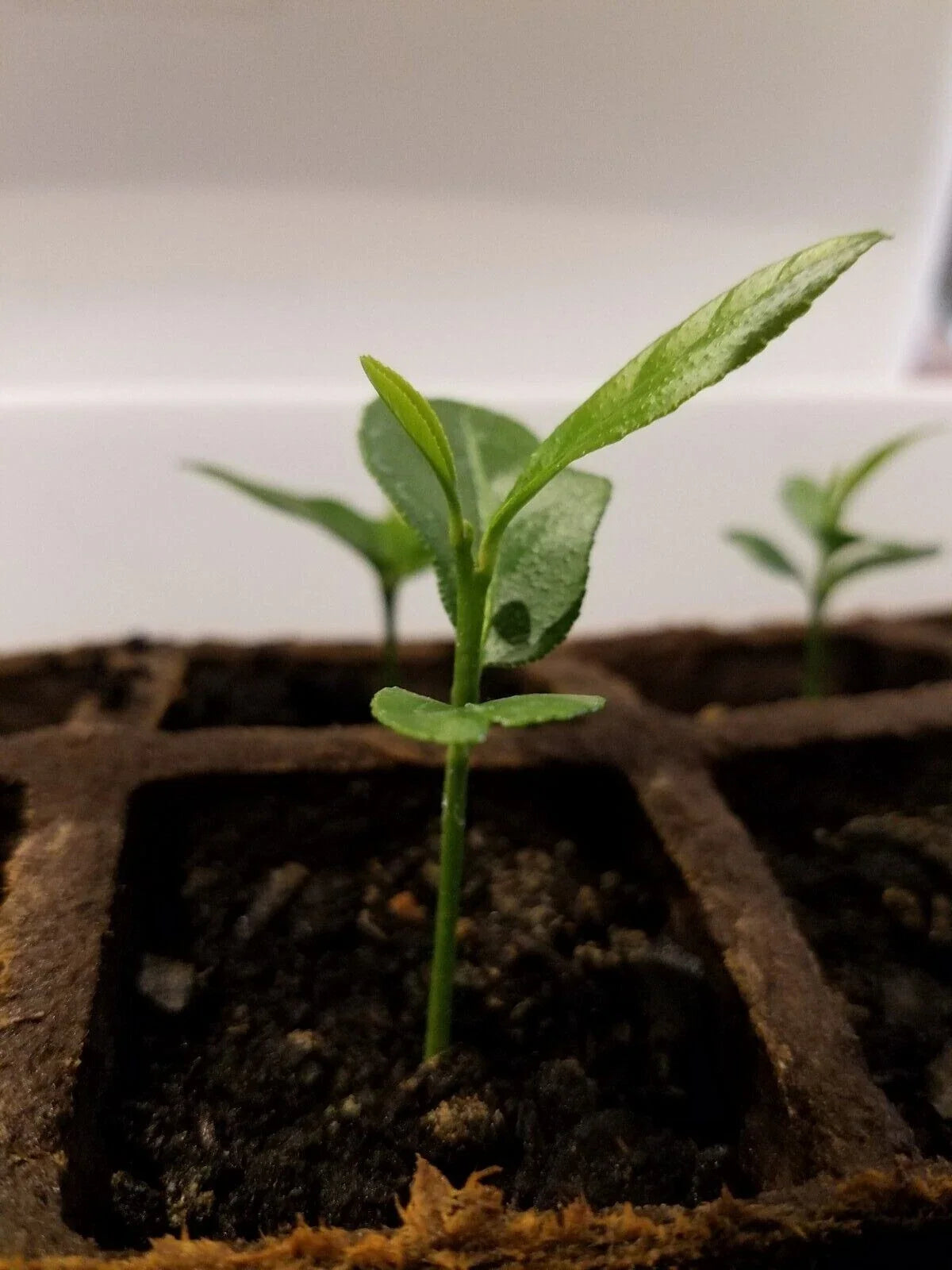 1 Meyer Lemon Tree | Organic Non-GMO Bare Root Starter (5") | Citrus Γ meyeri | Sweet Lemon Plant for Home Garden or Container