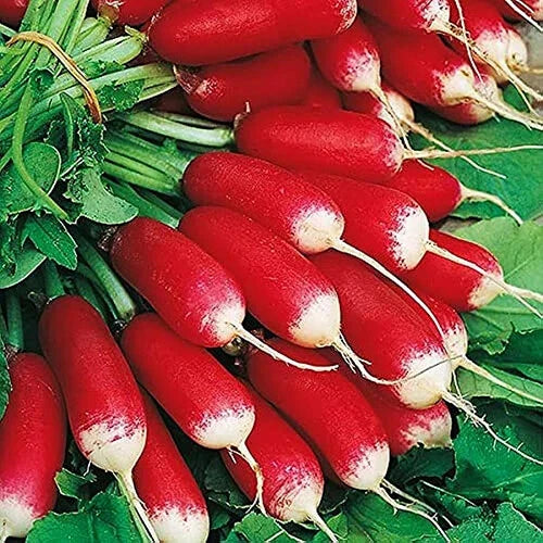 French Breakfast Radish Seeds – Heirloom Non-GMO Raphanus sativus, Fast-Growing, 100 Seeds for Salad and Container Gardening